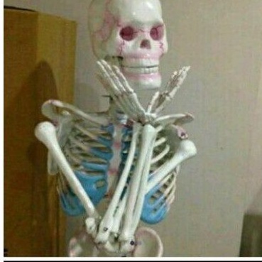 

Ready.. kerangka manusia alat peraga pendidikan ukuran tinggi 100cm 7NA