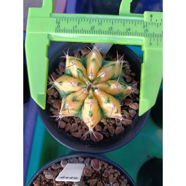Murah Kaktus Besar LB Hybrid Variegata