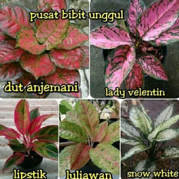 Termurah Paket 5 Tanaman Aglonema - Agolaonema - Bunga Aglonema - Paket Aglonema Murah