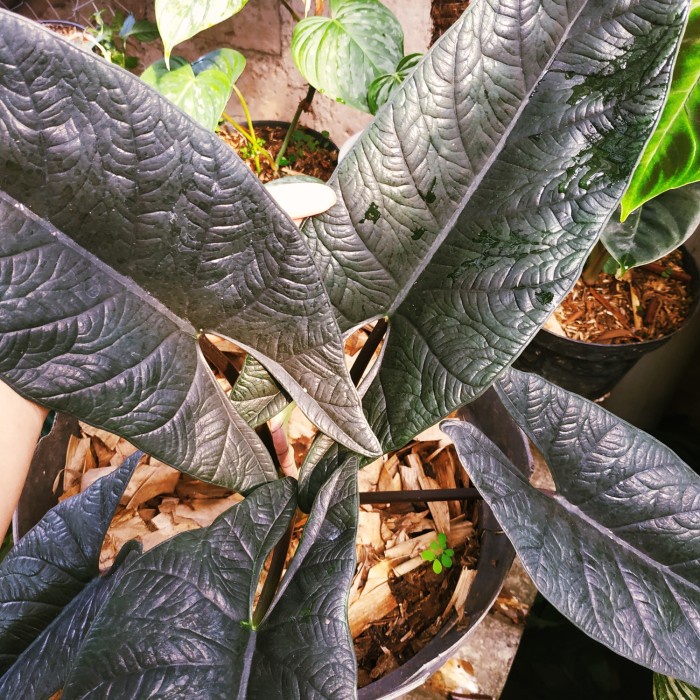 FLASH SALE TANAMAN HIAS ALOCASIA SCALPRUM TERMURAH