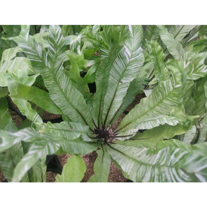 DISKON SPESIAL TANAMAN HIAS KADAKA VARIEGATA / ASPLENIUM NIDUS VARIGATA TERLARIS