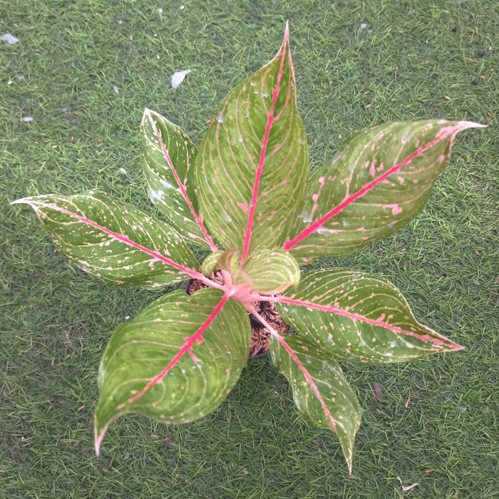 DISKON SPESIAL TANAMAN HIAS AGLAONEMA / AGLONEMA PRETTY WOMAN REALPICT TERMURAH