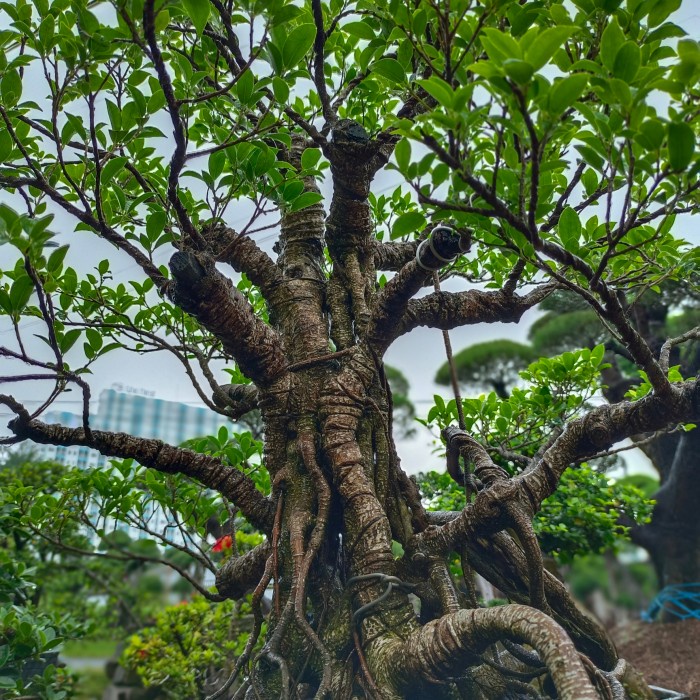 HOT SALE BONSAI MINI BRINGIN KIMENG KELAS JADI TERMURAH