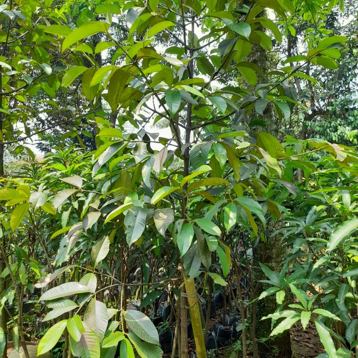 HOT SALE POHON BUAH MANGGIS TINGGI 2 MTR TERBARU