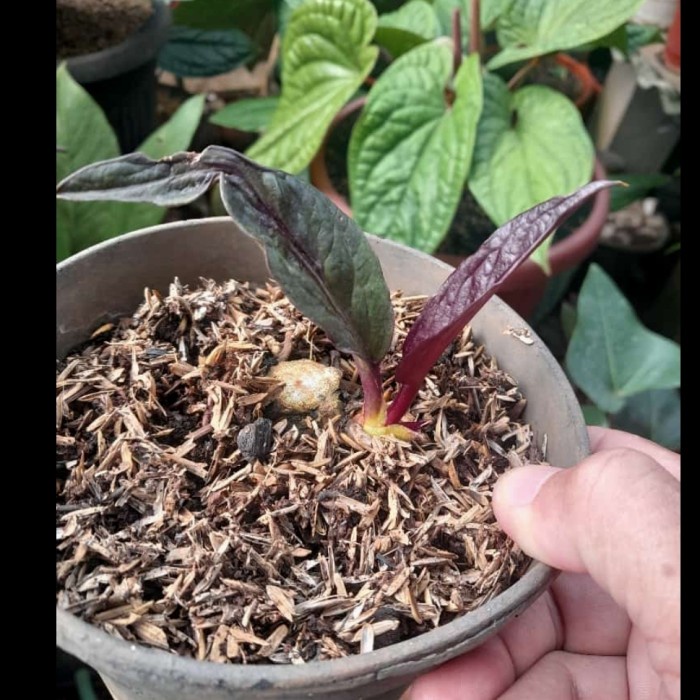 MUST HAVE!! ANTHURIUM JEMANI BLACK ( MASIH NEMPEL BONGGOL ) KOLEKSIAN. EKONOMIS TERMURAH