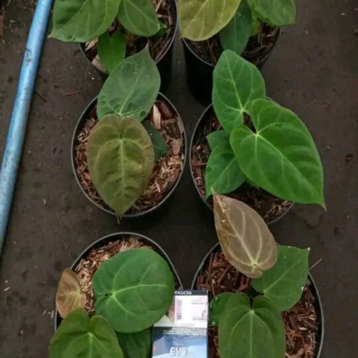 FLASH SALE ANTHURIUM DESLERI ORIGINAL (DAUN GELAP) TERMURAH