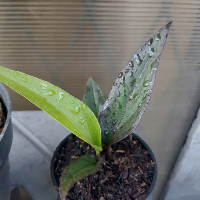 FLASH SALE ANTHURIUM PAKETAN (HOKPINK TRICOLOR THAILAND SERIES DAN BLACK DRAGON ) TERLARIS