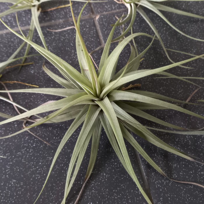 FLASH SALE TILLANDSIA CONCOLOR TERMURAH