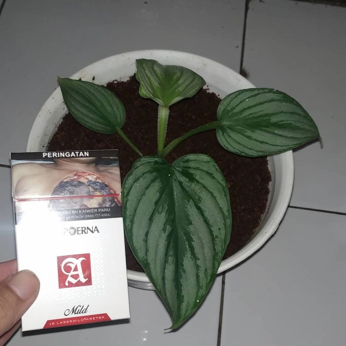 MUST HAVE PHILODENDRON MAMEI SILVER CLOUD TERBARU