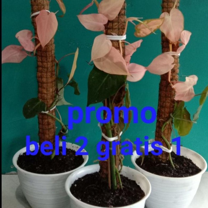 FLASH SALE TANAMAN HIAS BIBIT PHILODENDRON MELANO MICAN PINK TERMURAH