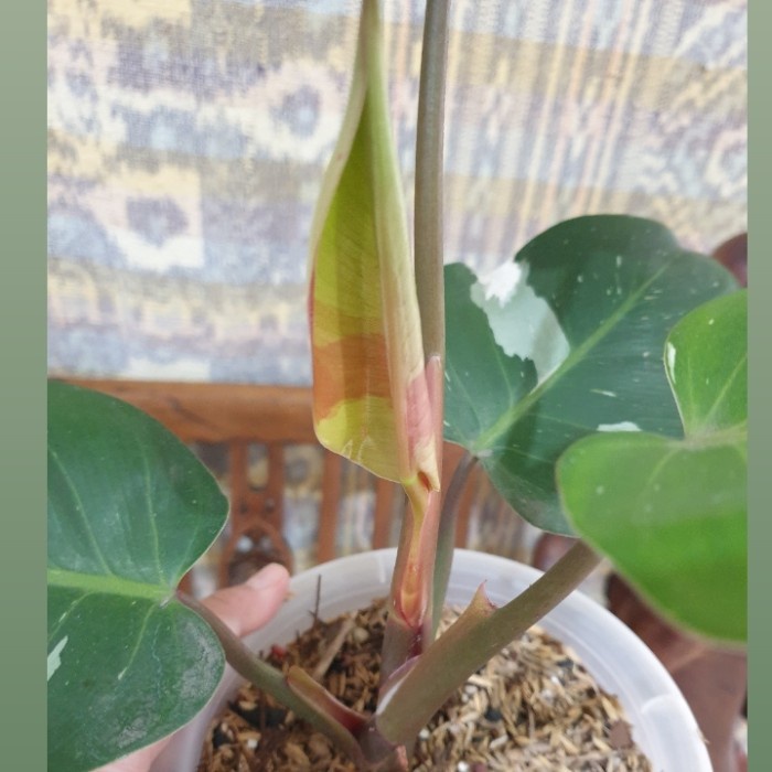 DISKON SPESIAL PHILODENDRON WHITE KNIGHT TRICOLOR MARBLE 6 DAUN TERMURAH