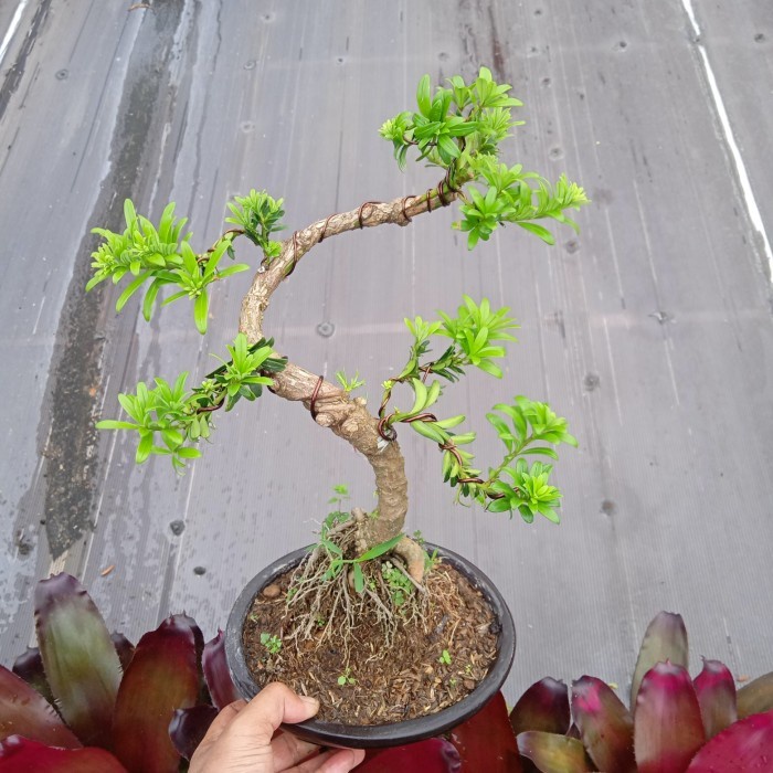 MUST HAVE IS LOHANSUNG MUTIARA BONSAI JADI TERBARU