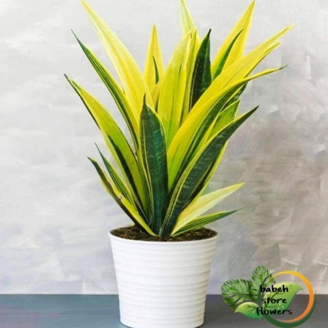 Promo Sensivera Golden Flame /Sansevieria Gold