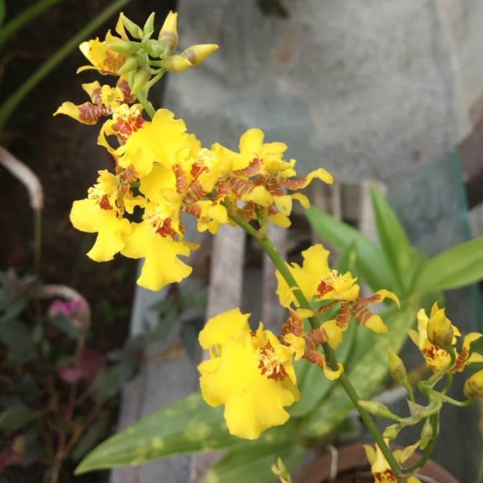 DISKON SPESIAL ANGGREK ONCIDIUM GOLDEN SHOWER DEWASA SIAP BERBUNGA DAN SPIKE RIMBUN TERLARIS