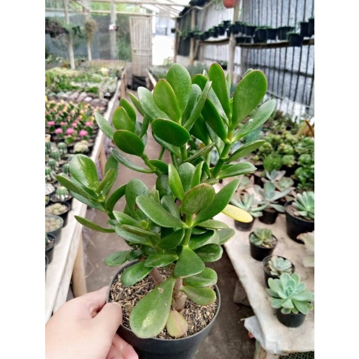 HOT SALE JADE PLANT BESAR TERMURAH