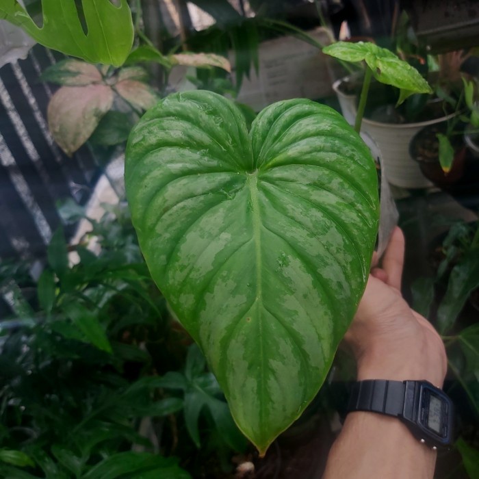 HOT SALE PHILODENDRON PASTAZANUM SILVER ROUND FORM TERMURAH