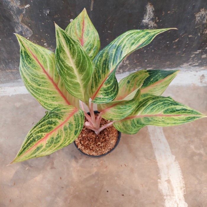 PROMO IS AGLONEMA CARIBIAN TERBARU