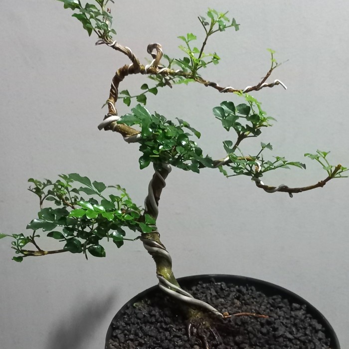HOT SALE BONSAI MAME KALIMANTAN TAUSI TERLARIS