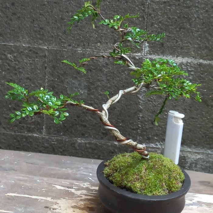 MUST HAVE BONSAI MAME KAWISTA TERMURAH