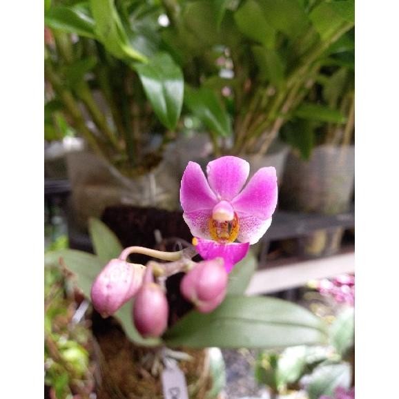 PROMO PROMO ANGGREK DORITIS SPIKE MURAH TERLARIS