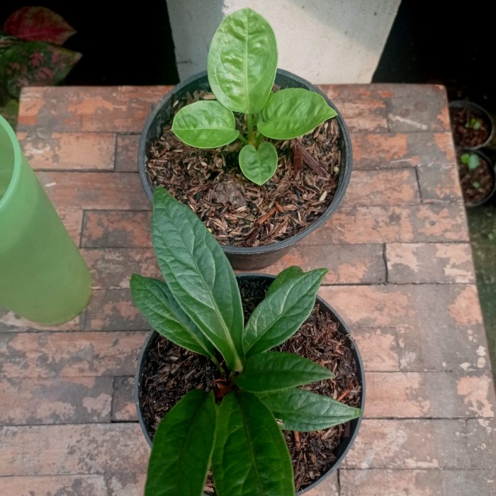 HOT SALE ANTHURIUM PAKETAN ( MANGKOK CURLY DAN TANDUK BLACK BATANG MERAH ) TERMURAH