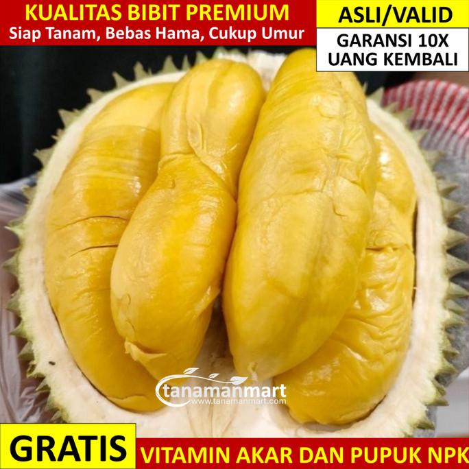 8.8 Sale Bibit Durian Musang King Asli Bergaransi, Bibit Musang King Asli Super