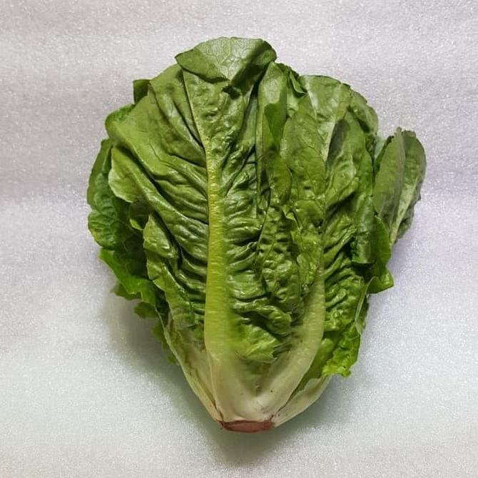 

Terbaru Romain - Romen - Roman Letuce Organik