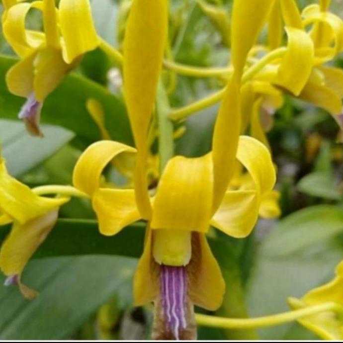 New Anggrek Dendrobium Keriting Dewasa Bunga Kuning