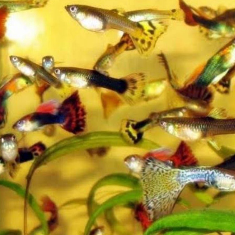 ❉Big Sale❇ 0VRIC Ikan Guppy paket hemat cendolan 10 jantan 10 betina T72 ➚Big Sale