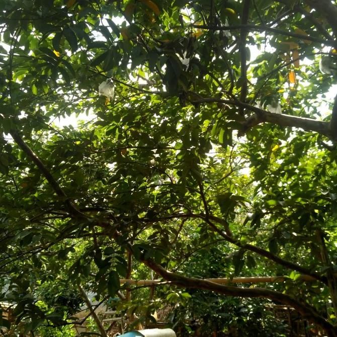 

jambu merah/jambu biji/ buah segar langsung dr pohon