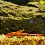 

IKAN RED LIZARD ALGA EATHER
