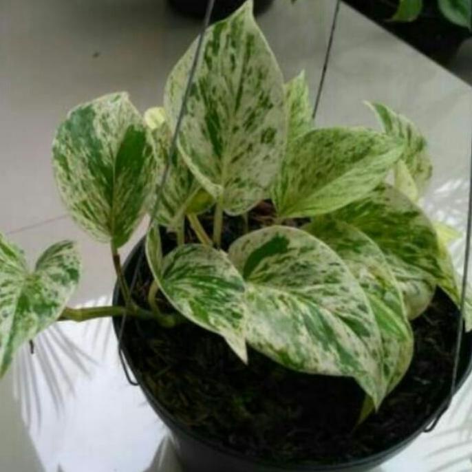 New Epipremnum Aureum Marble Queen - Tanamn Sirih Varigata