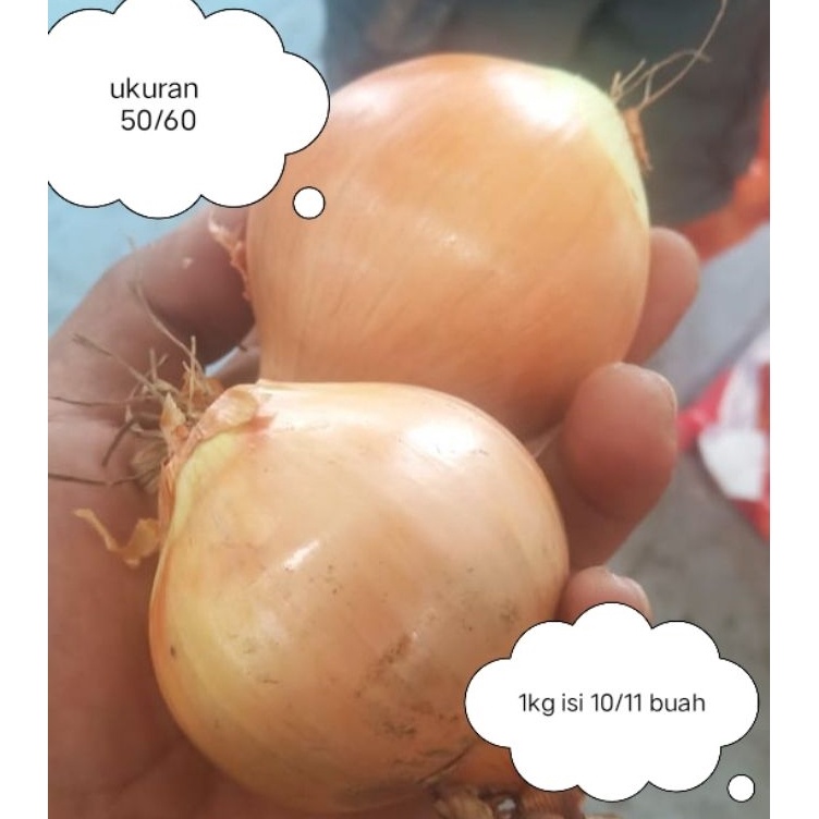 

➚Murah☆➧ NWSNA PROMO Bawang Bombay 1kg/bawang bombay murah A72 ➝Ready Stok