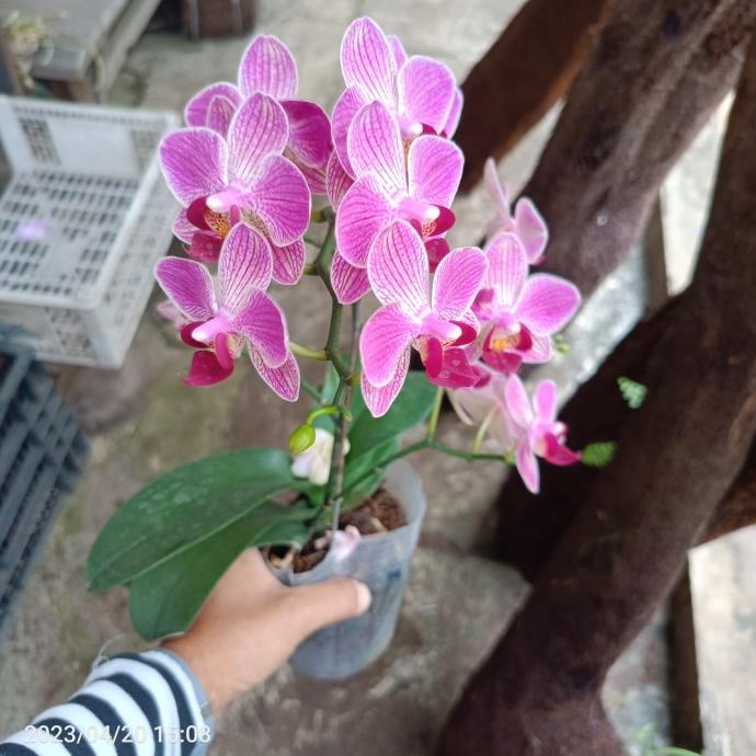 Anggrek bulan taiwan berbunga