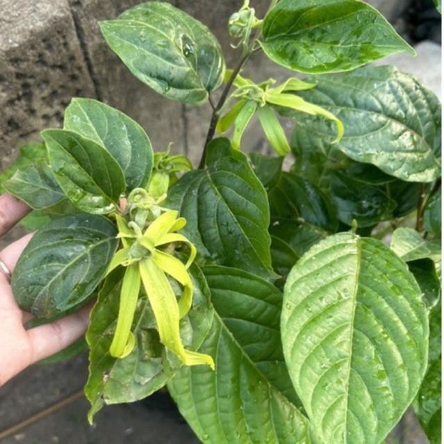 Tanaman Bunga Kenanga / pohon kenanga / kenanga