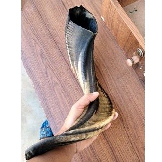 Terlaris Shofar Bahan Kerajinan Tanduk Domba Asli Garut