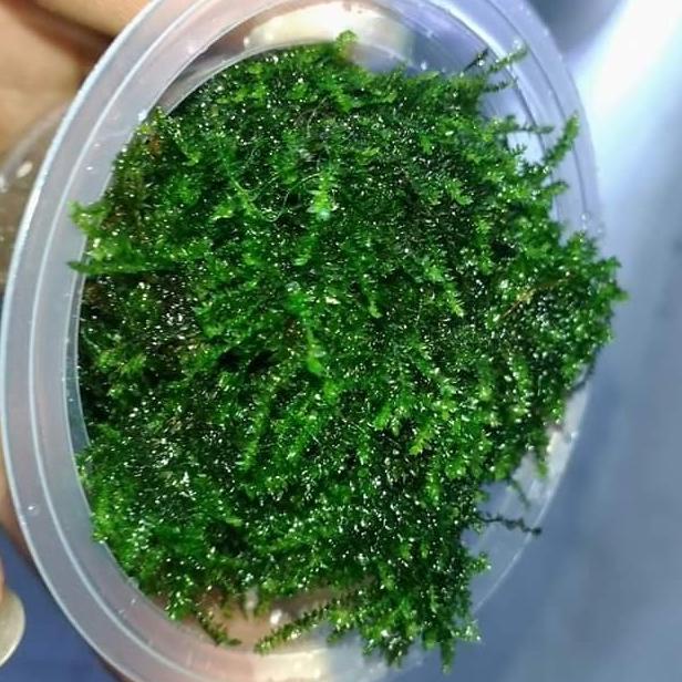 Ready moss weeping tropica