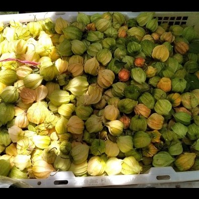 

Buah Ciplukan/Cecendet/Golden Berry Segar Langsung Dari Kebun 1 Kg