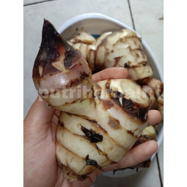 

UBI GANYONG SEGAR 1 KG