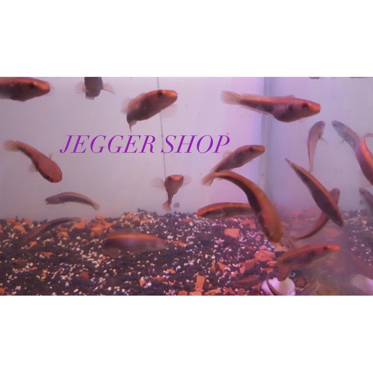 Ready Stok CHANNA RED BARITO