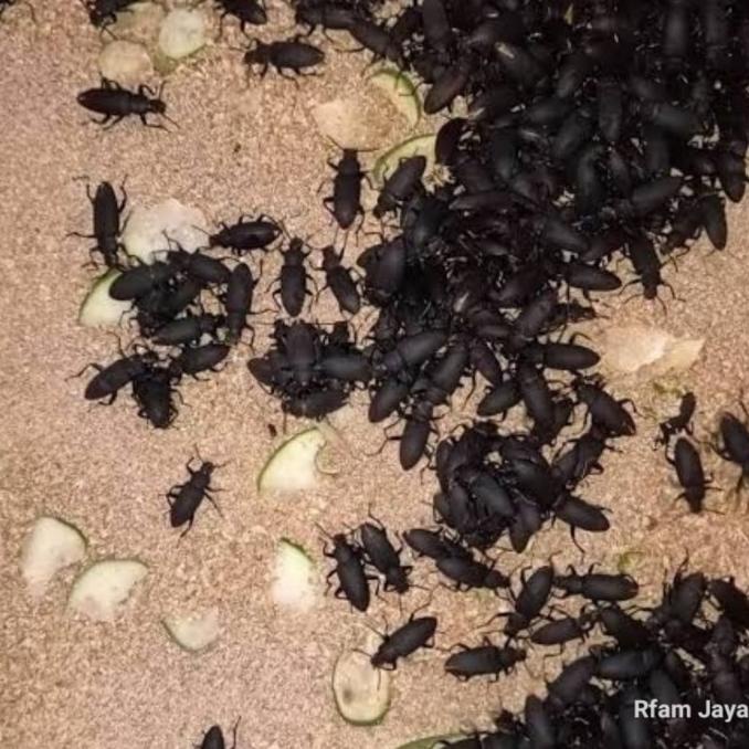 Paket Ternak Ulat Jerman Isi 50 Pcs Indukan Kepik Kumbang Siap Ternak Free Ongkir Dan Bisa Cod