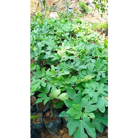 BIBIT BUAH TIN CANGKOK BERBUAH