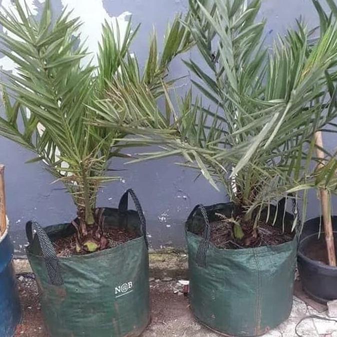BARU  pohon kurma ajwa azwa betina dan jantan tinggi 1 meter daun