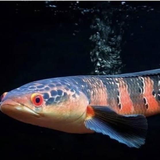 (JUAL) ikan channa red barito grade a 7-8cm Murah 140