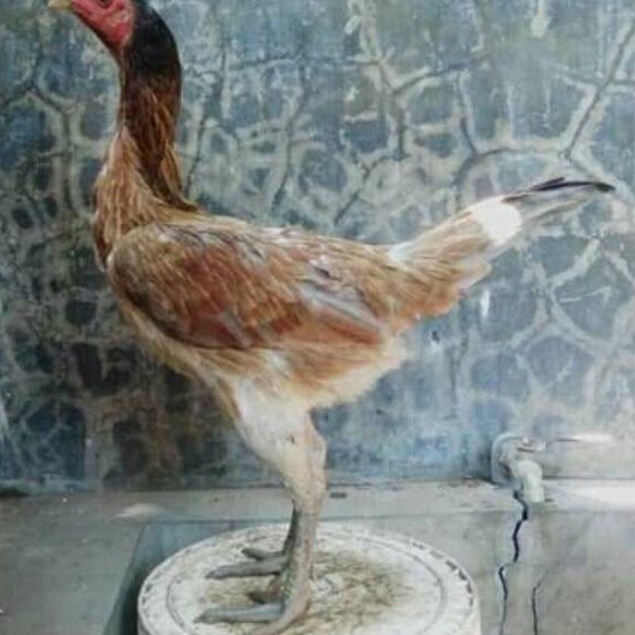 

冬 LXX 45710 Telur Ayam PAMA iQ (♥C6369] 私