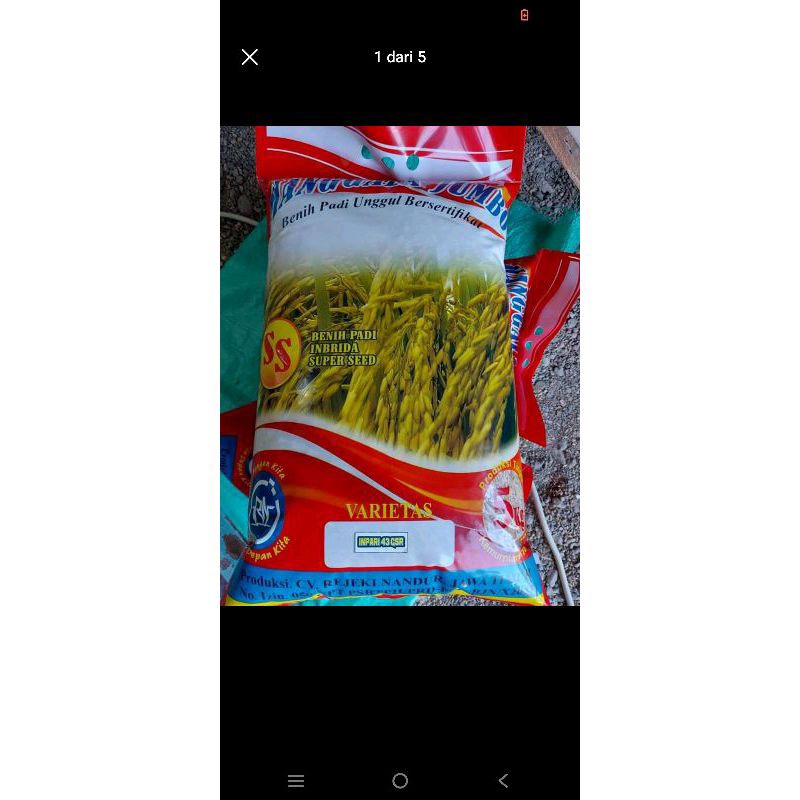 BENIH PADI INPARI 43