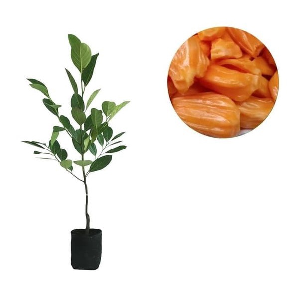 bibit nangka orange/ nangka merah