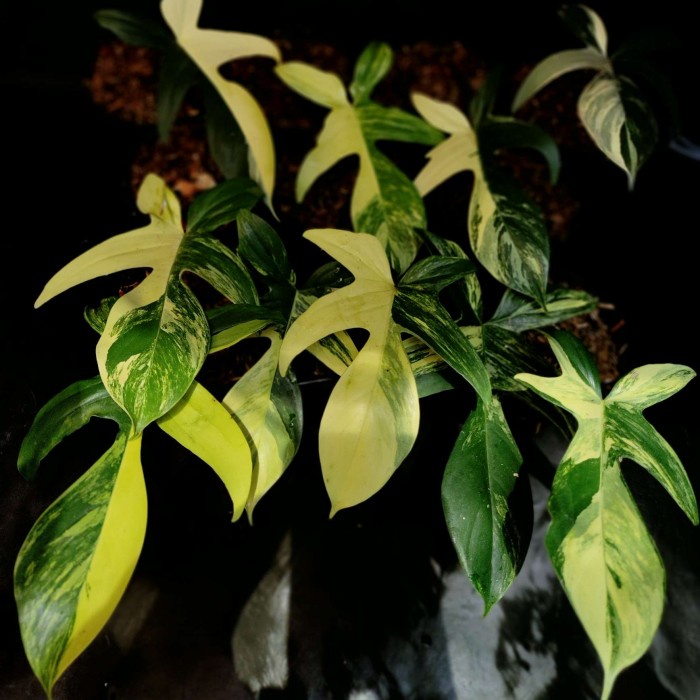 PHILODENDRON FLORIDA BEAUTY VARIEGATA04 ORIGINAL