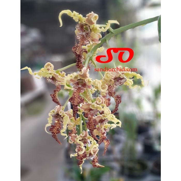 DENDROBIUM SPECTABILE (JUNGLE) ORIGINAL