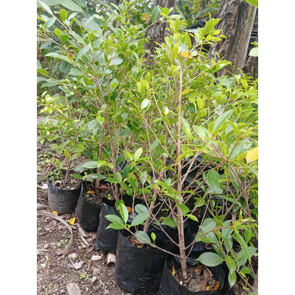 Bonsai kimeng||bahan bonsai ficus kimeng